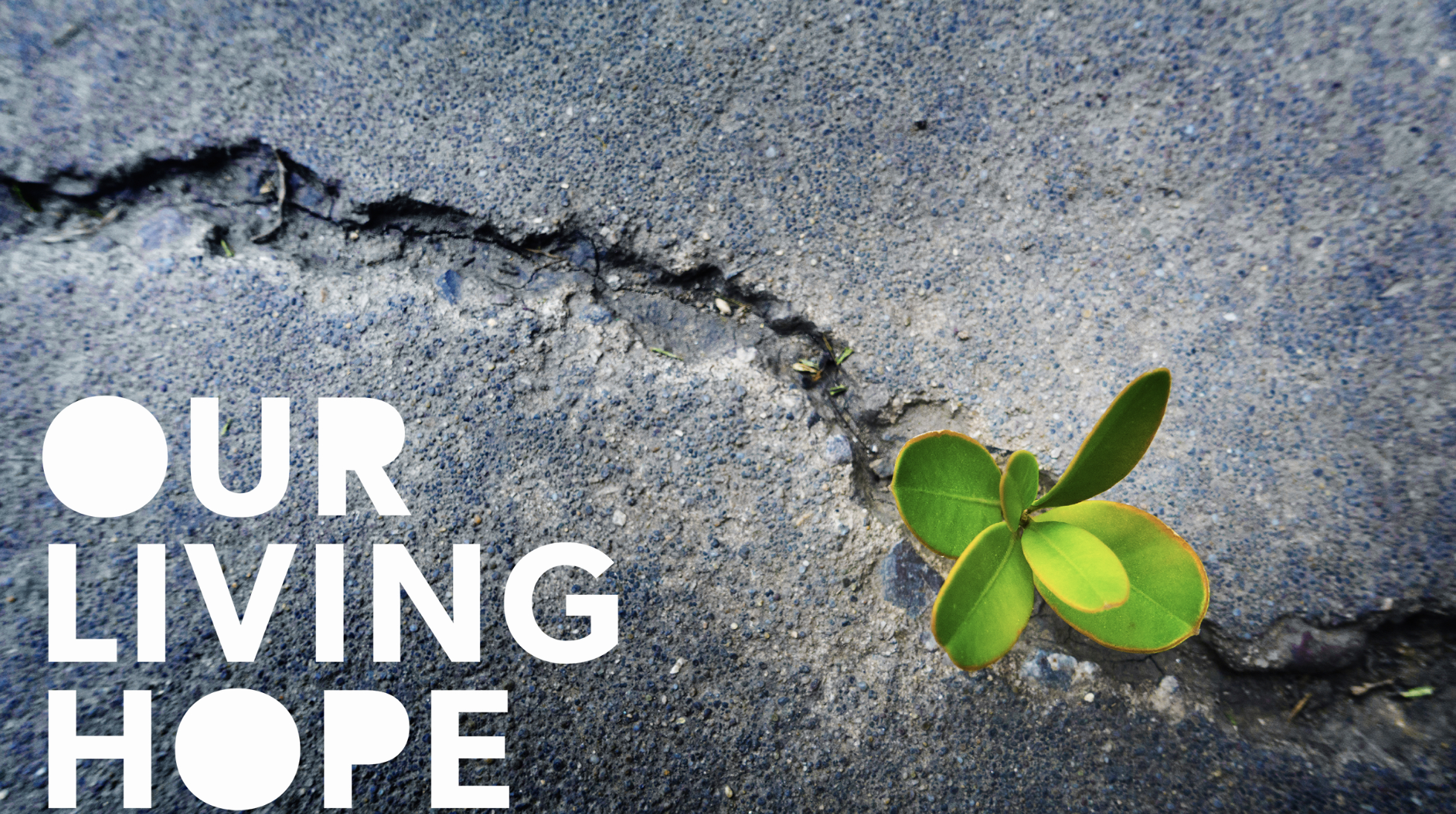 Our Living Hope series artwork